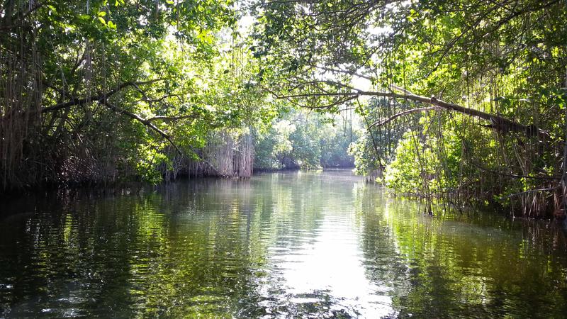 Mangrove trees on Black River, Negril, Jamaica