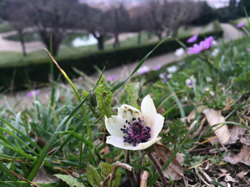 Boboli Gardens, Piazza Pitti, Florence, Italy