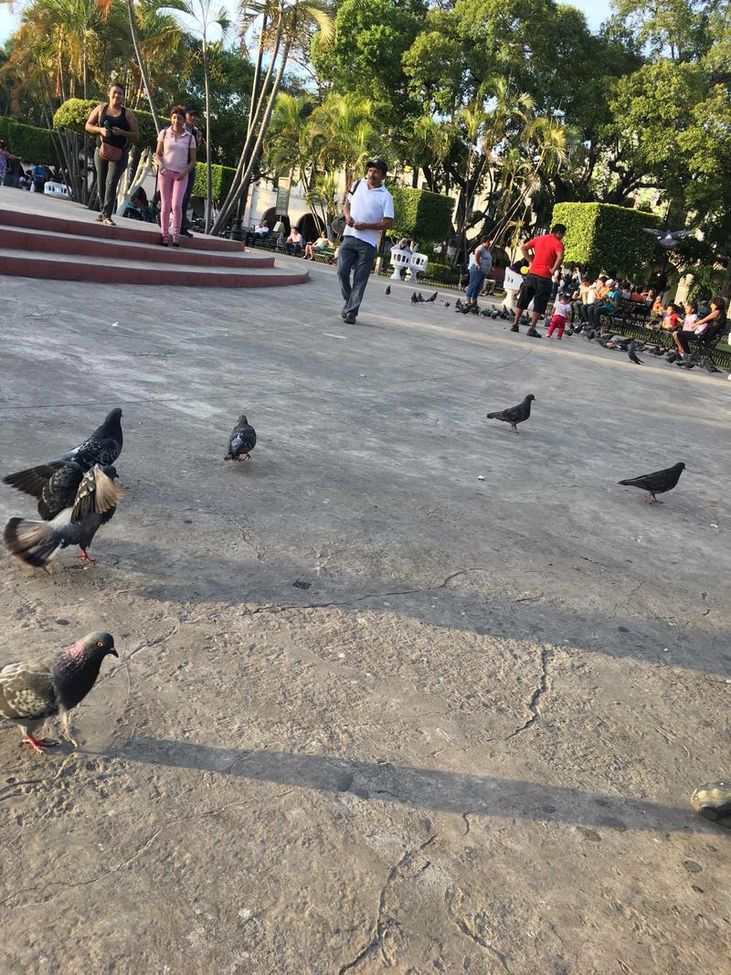 In the park, Mérida, Yucatán, Mexico