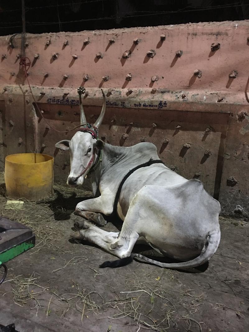 Cow hanging out, street views, Chennai, Tamil Nadu, India