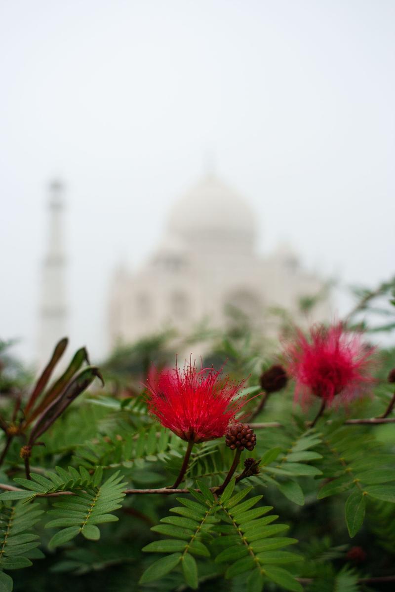 Taj Mahal, Agra, Uttar Pradesh, India