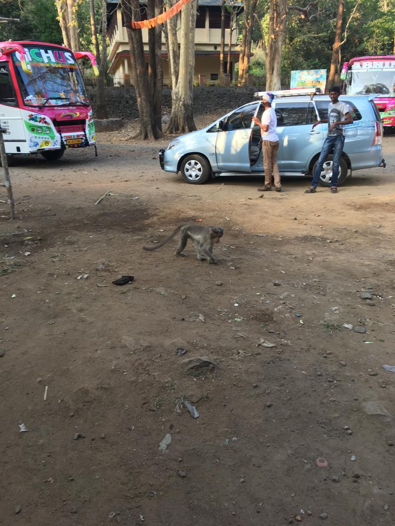 Hungry monkey at a stop by Vazhachal Waterfalls, Ernakulam, Kerala, India