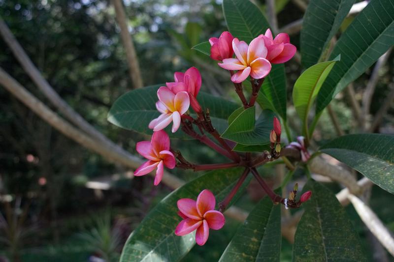 Flowers at Athirappilly Falls, Ernakulam, Kerala, India