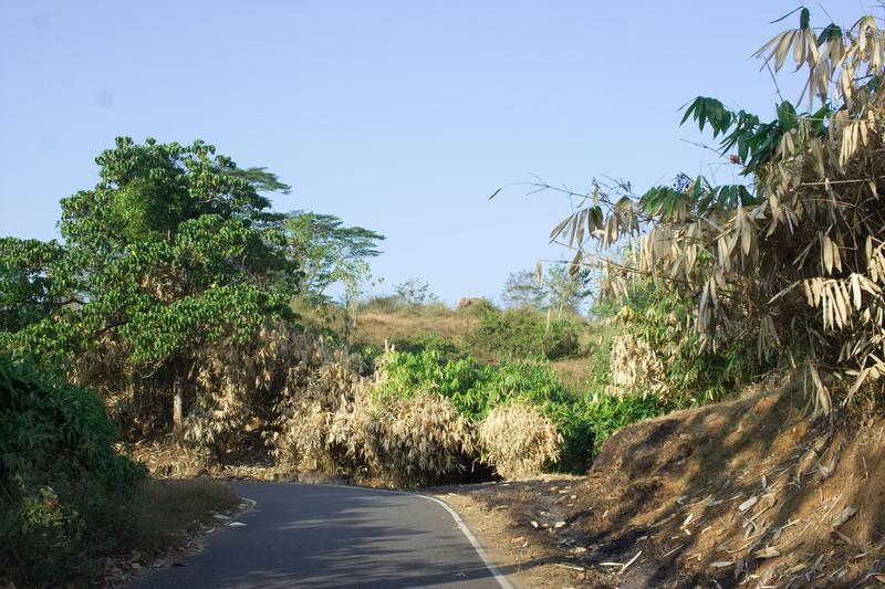 Elephants in the wild, somewhere in Vazhachal Range, Ernakulam, Kerala, India