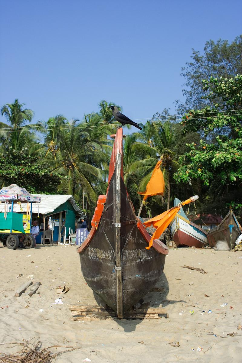 Birds on boats, at the beach along the Arabian sea, Ernakulam, Kerala, India