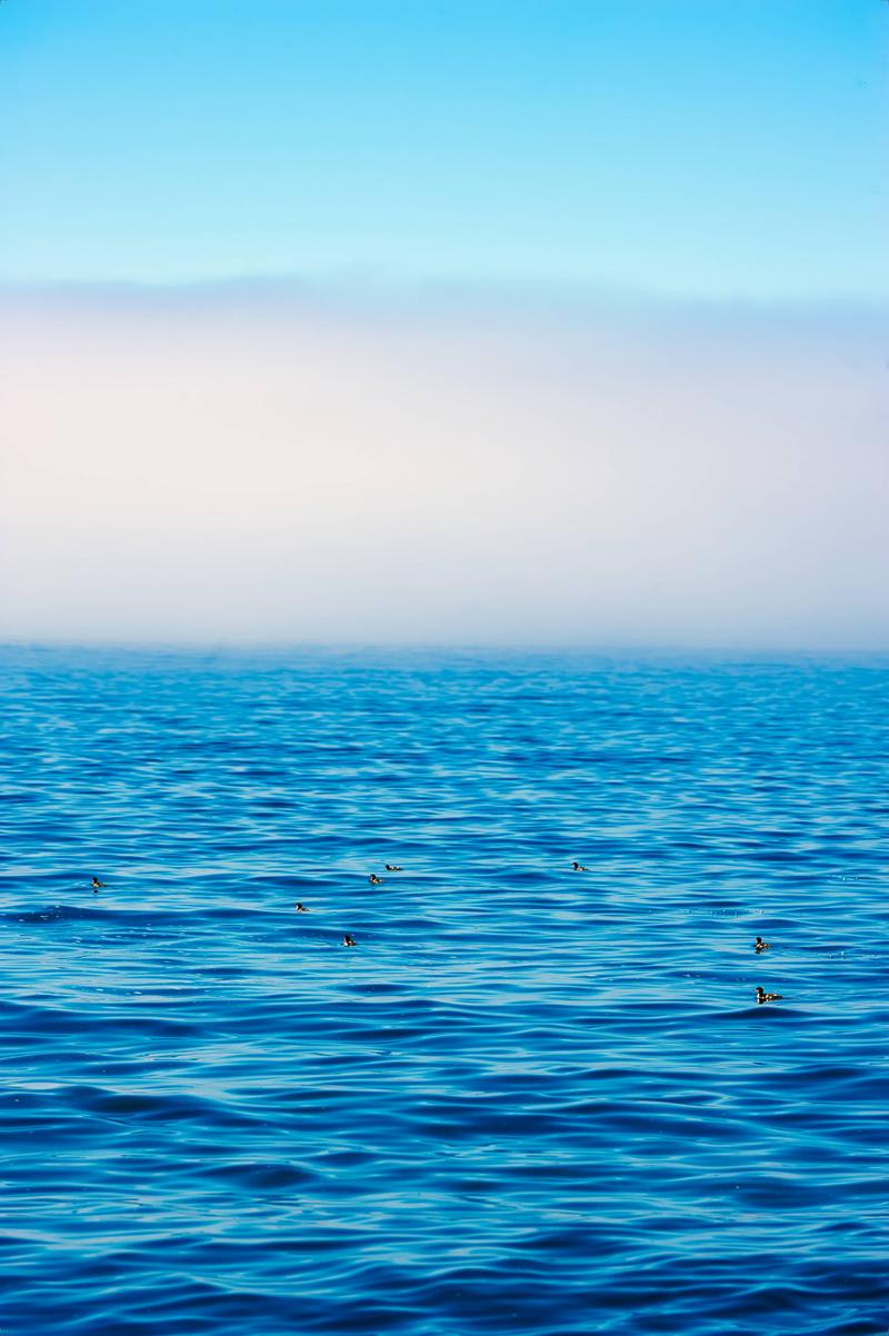 Ducks on a foggy lake superior, Grand Marais, MN