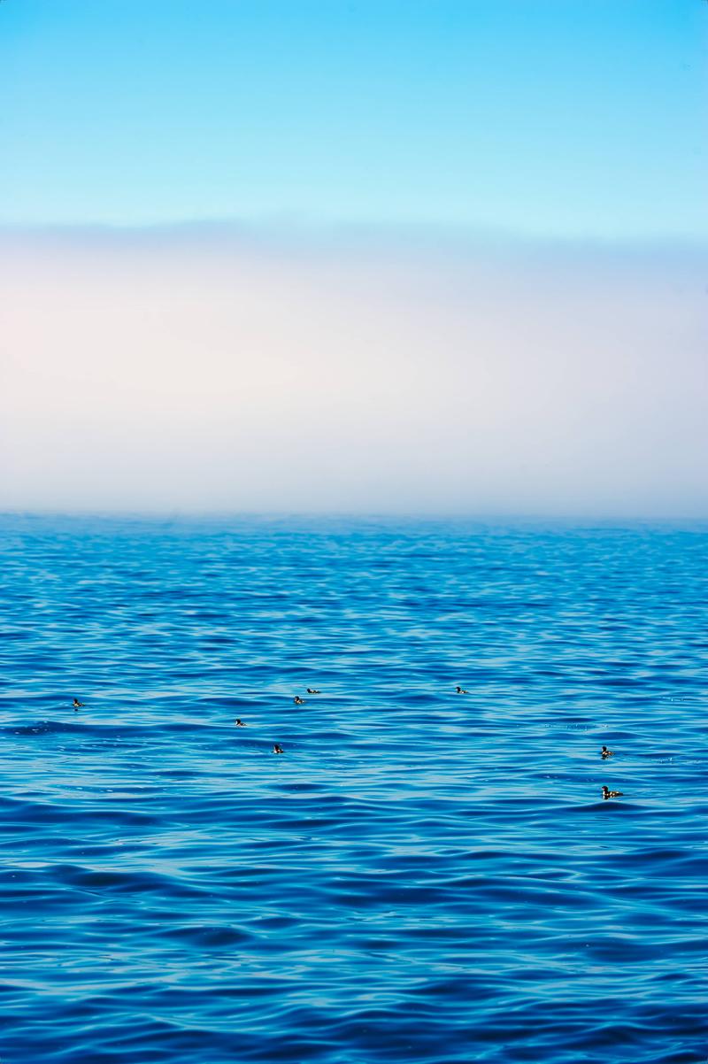 Ducks on a foggy lake superior, Grand Marais, MN