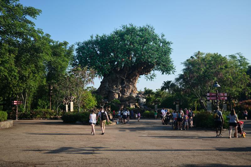 Tree of Life, Animal Kingdom, Walt Disney World.