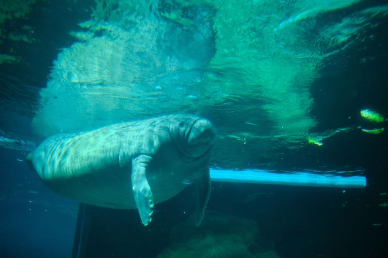 Manatee, Epcot, Walt Disney World.