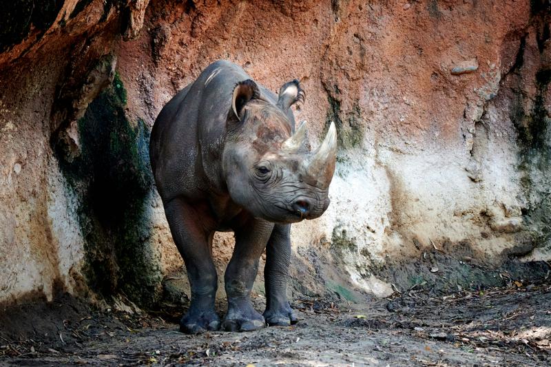 Black Rhino, Animal Kingdom, Walt Disney World.