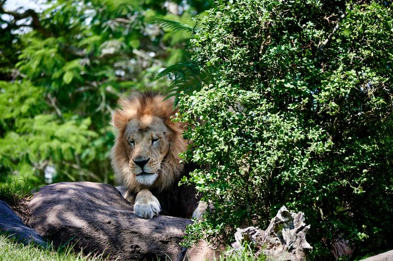 Lion, Animal Kingdom, Walt Disney World.