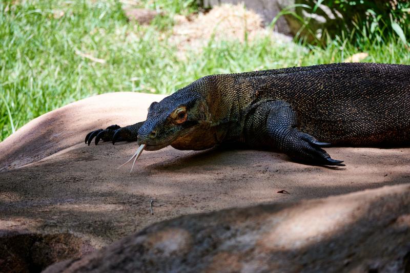 Komodo Dragon, Animal Kingdom, Walt Disney World.