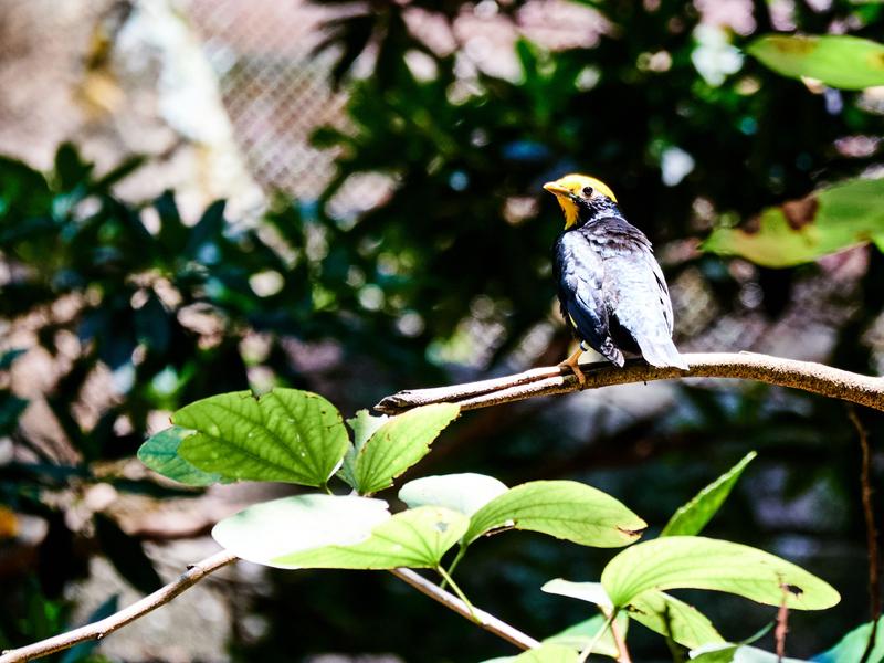 Bird, Animal Kingdom, Walt Disney World.