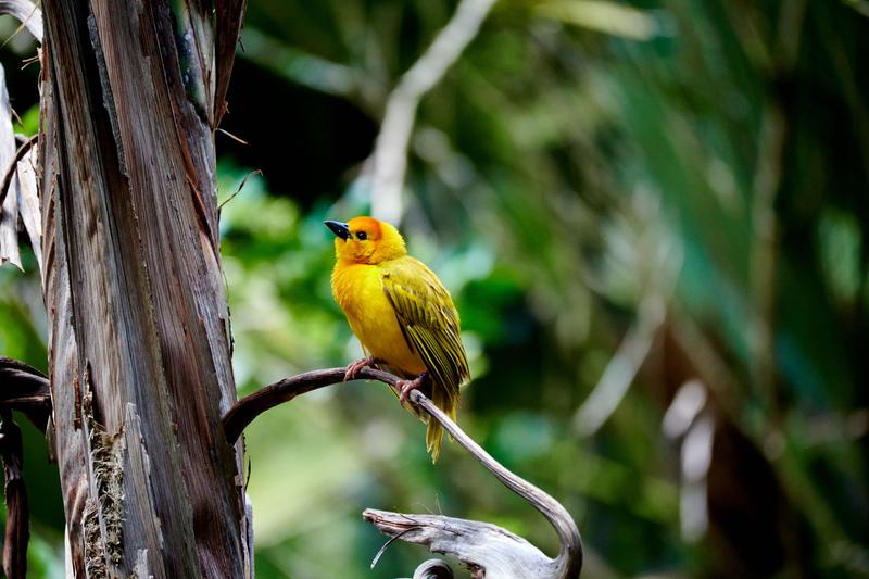 Golden Weaver, Animal Kingdom, Walt Disney World.