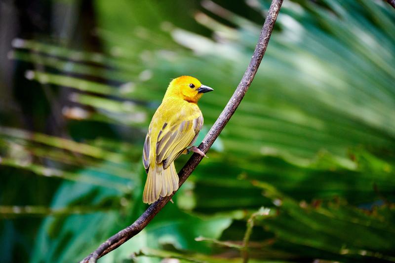 Golden Weaver, Animal Kingdom, Walt Disney World.