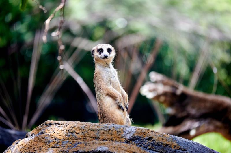 Meerkat, Animal Kingdom, Walt Disney World.