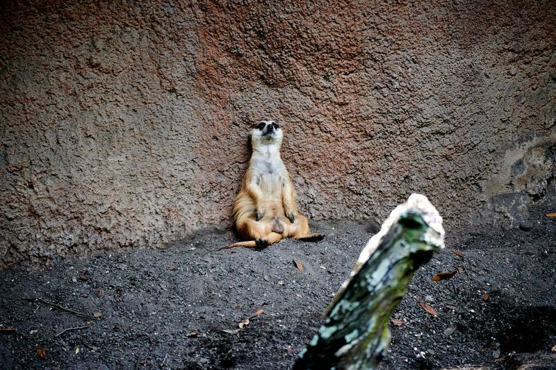 Meerkat, Animal Kingdom, Walt Disney World.