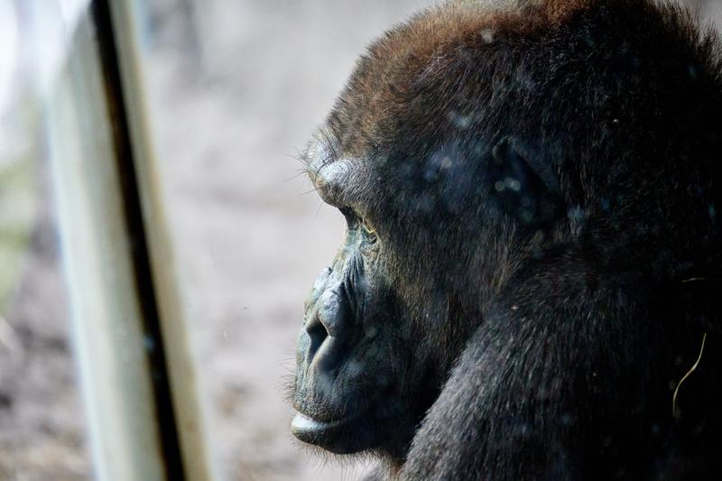 Gorilla, Animal Kingdom, Walt Disney World.