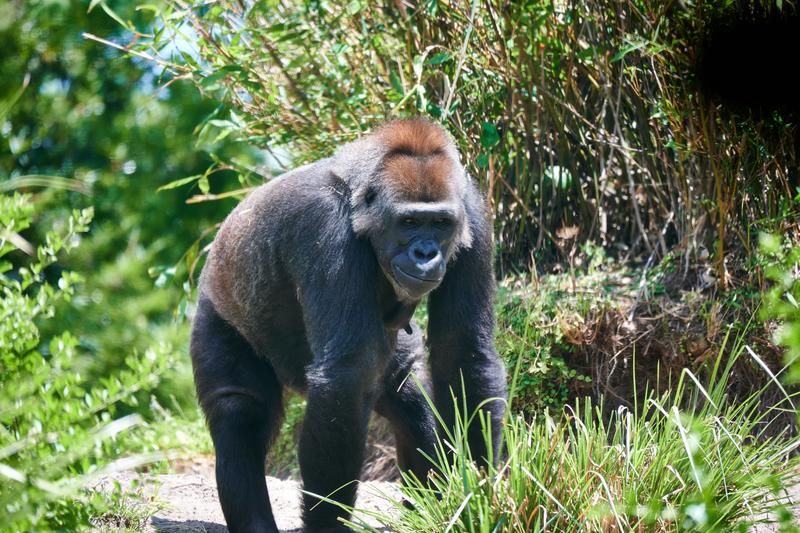 Gorilla, Animal Kingdom, Walt Disney World.