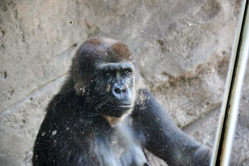 Gorilla, Animal Kingdom, Walt Disney World.