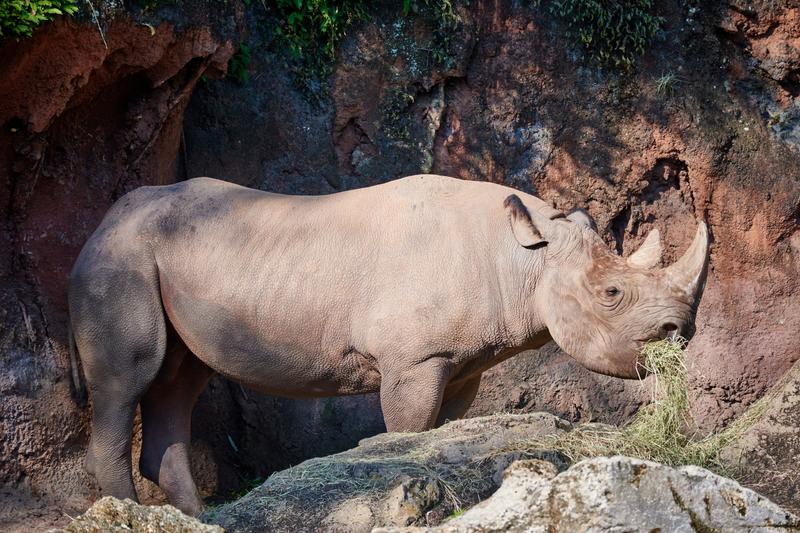 White Rhino, Animal Kingdom, Walt Disney World.