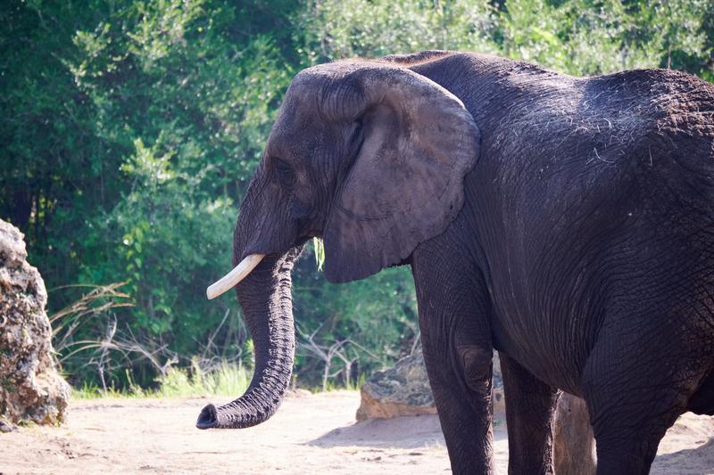 Elephant, Animal Kingdom, Walt Disney World