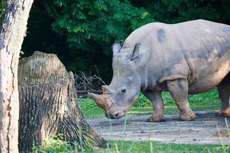 White Rhino, Animal Kingdom, Walt Disney World.