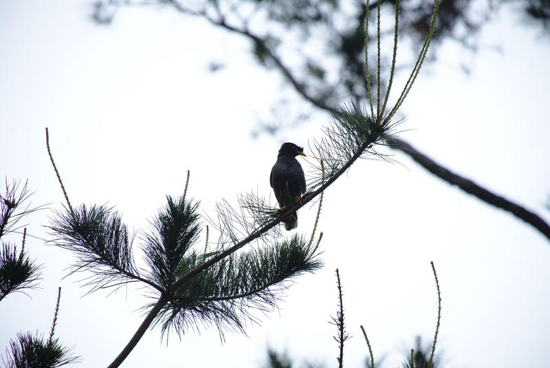 Bird in a tree at Pine Garden, Hualien, Taiwan