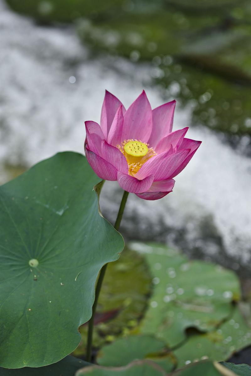 Lotus flower on Lotus Pond, Kaohsiung, Taiwan