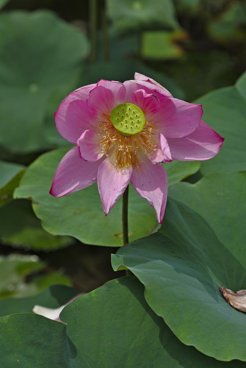 Lotus flower on Lotus Pond, Kaohsiung, Taiwan