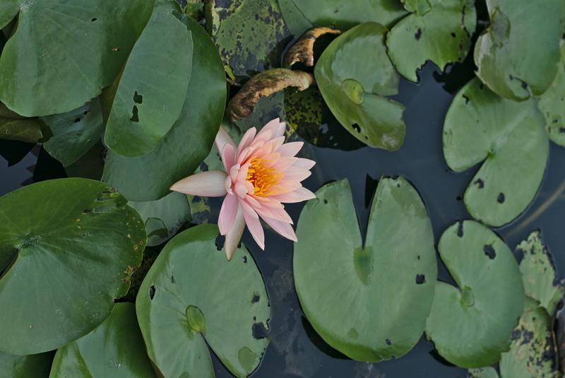 Lotus flower on Lotus Pond, Kaohsiung, Taiwan