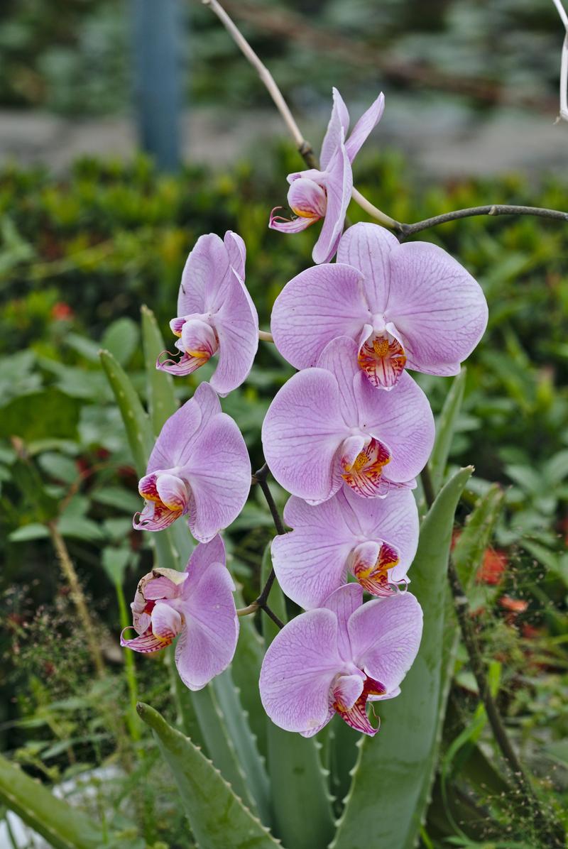 Orchids near Lotus Pond, Kaohsiung, Taiwan