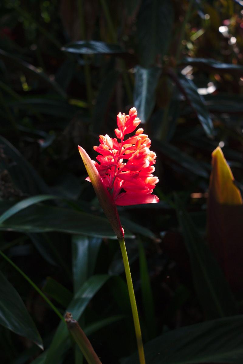 Flowers along the hike up Elephant Mountain – Taipei, Taiwan