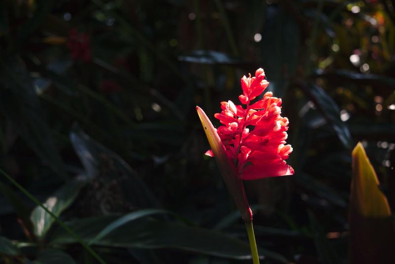 Flowers along the hike up Elephant Mountain – Taipei, Taiwan