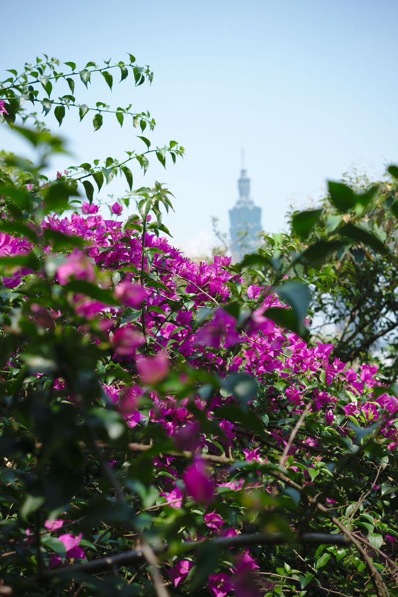 Taipei 101 as viewed from Elephant mountain, Taipei, Taiwan