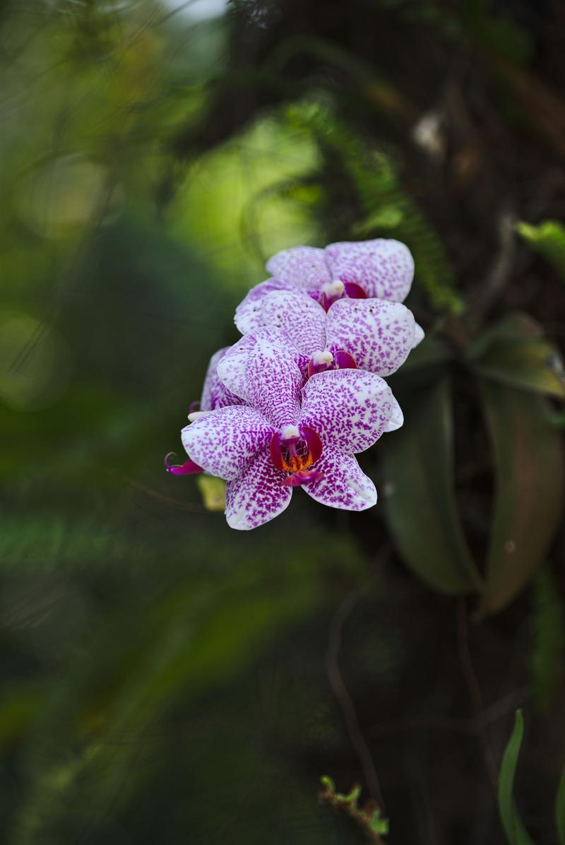 Orchids at the Zoo, Taipei, Taiwan