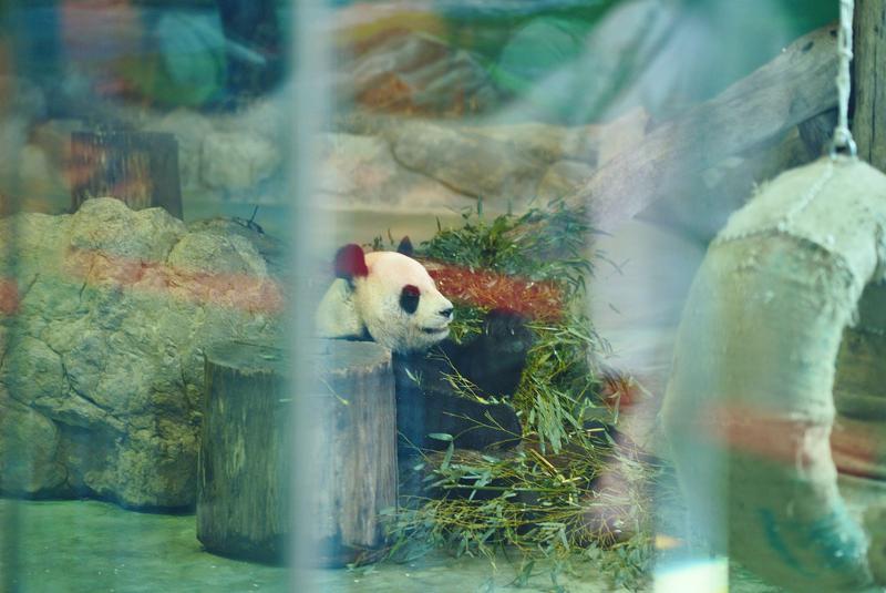 Panda eating bamboo at Taipei Zoo, Taipei, Taiwan