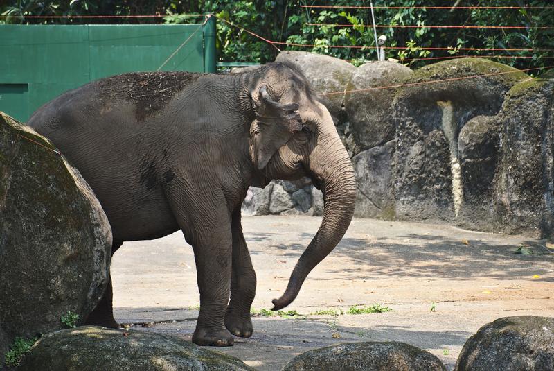 Asian elephants at Taipei Zoo, Taipei, Taiwan