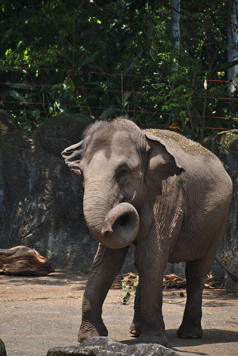 Asian elephants at Taipei Zoo, Taipei, Taiwan