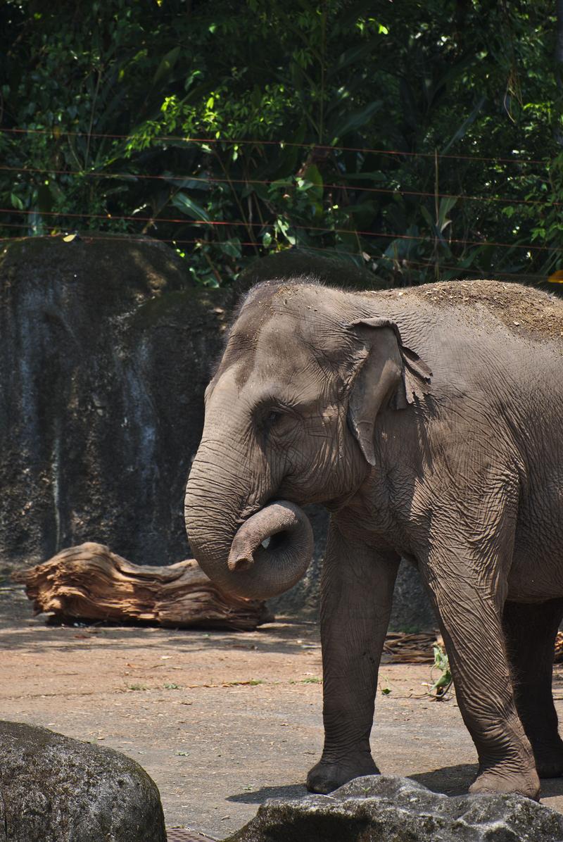 Asian elephants at Taipei Zoo, Taipei, Taiwan