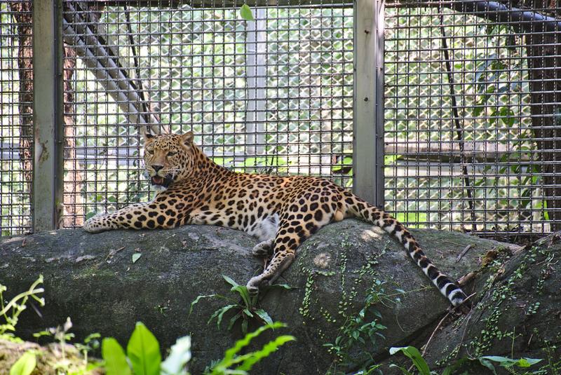 Leopard at Taipei Zoo, Taipei, Taiwan