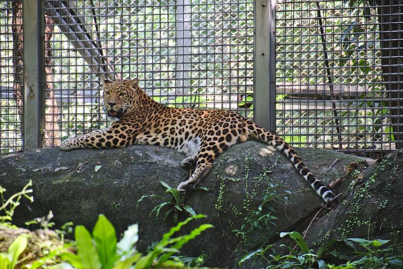 Leopard at Taipei Zoo, Taipei, Taiwan