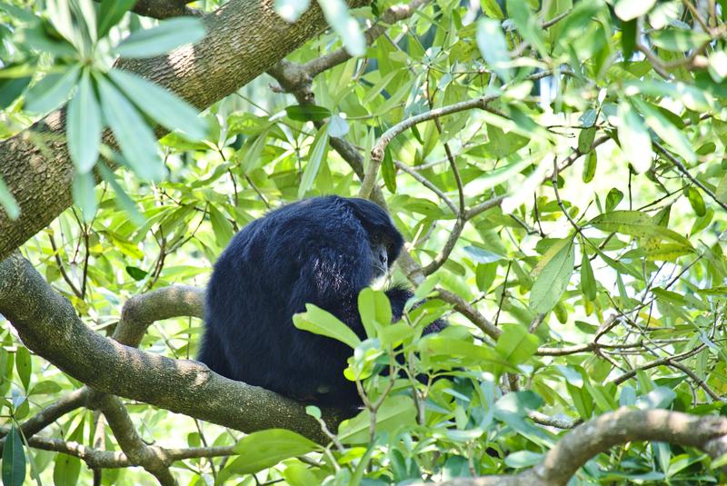 Chimpanzee at Taipei Zoo, Taipei, Taiwan