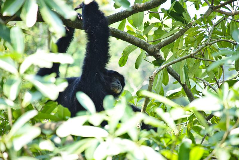 Chimpanzee at Taipei Zoo, Taipei, Taiwan