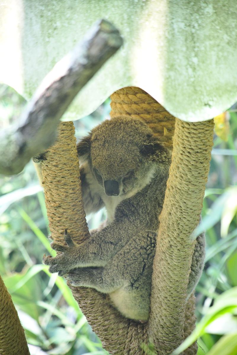 Koala at Taipei Zoo, Taipei, Taiwan