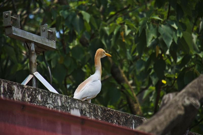 Some type of bird at Taipei Zoo, Taipei, Taiwan