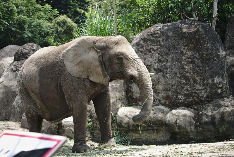 African elephant at Taipei Zoo, Taipei, Taiwan