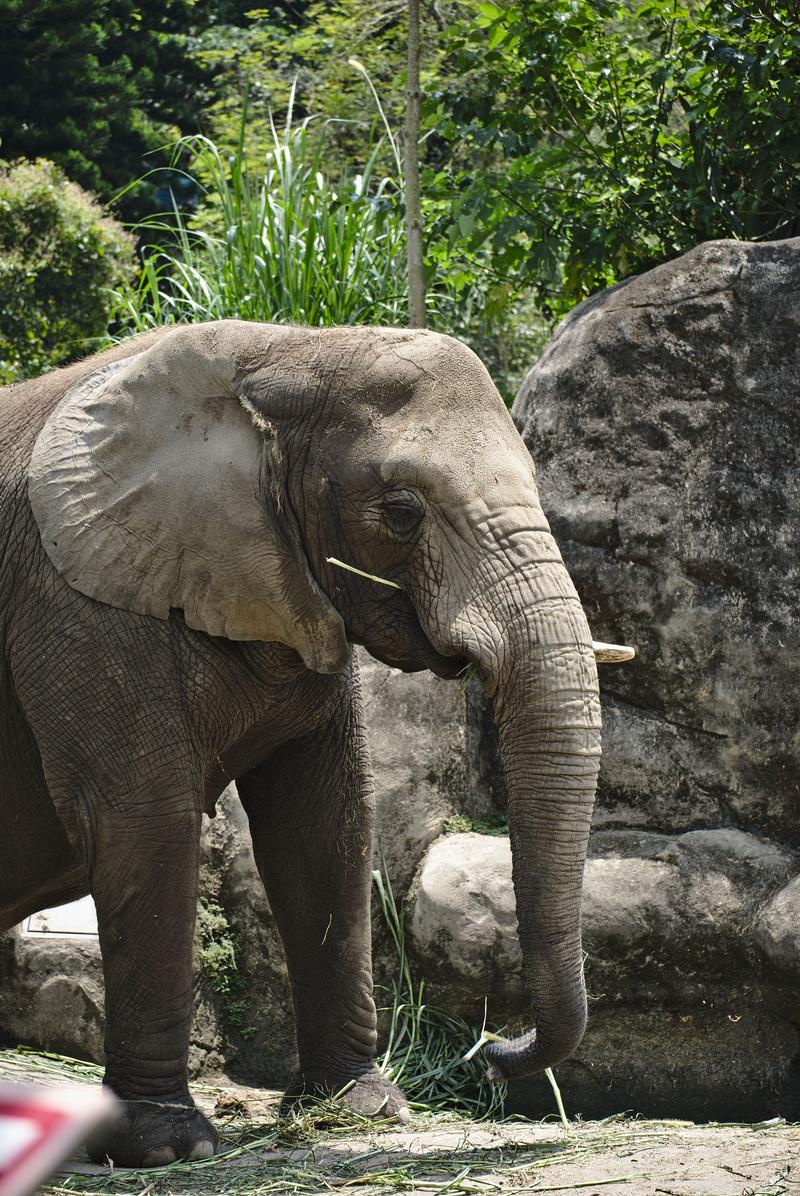 African elephant at Taipei Zoo, Taipei, Taiwan