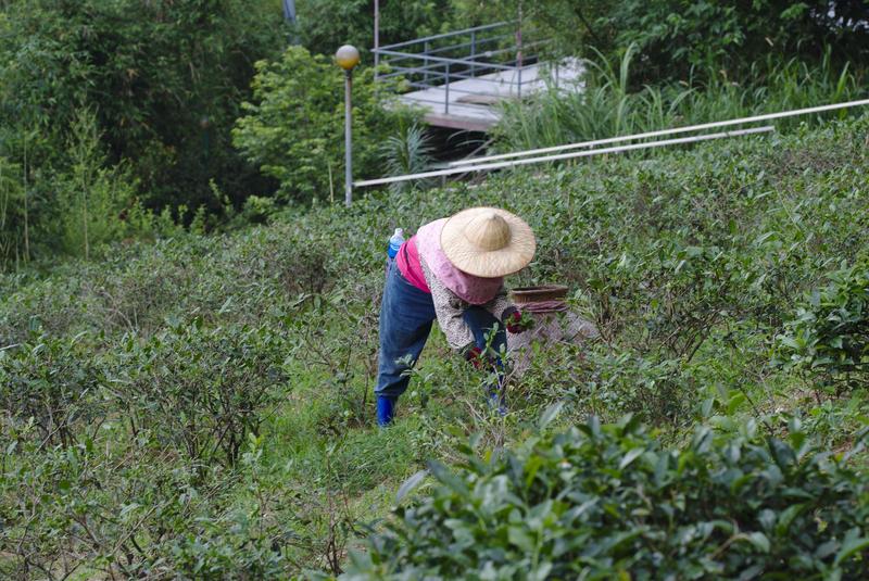 Tea farmer in Makong, Taiwan