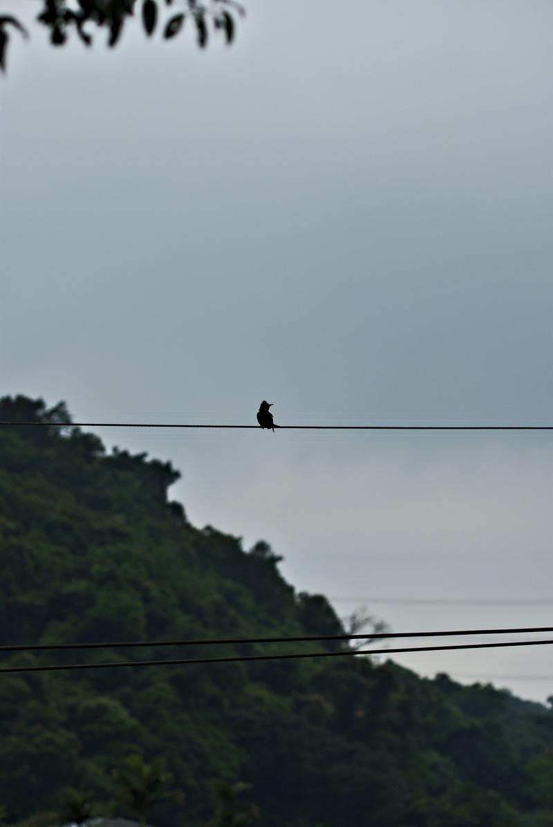 Bird on a wire in Makong, Taiwan